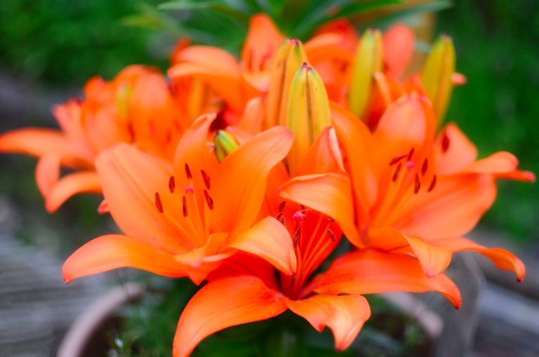 You do not always need to be out and about to get great shots, look closer [Lillies at home]